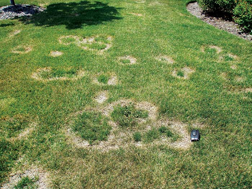 Disease Management